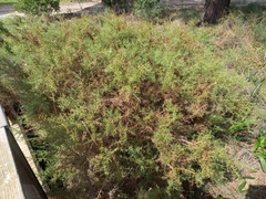 Ulex argenteus subsericeus