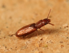 Cryptolestes duplicatus