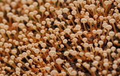 Xeromphalina leonina