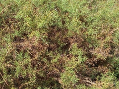 Ulex argenteus subsericeus