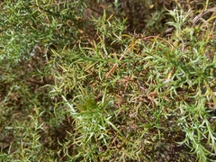 Ulex argenteus subsericeus