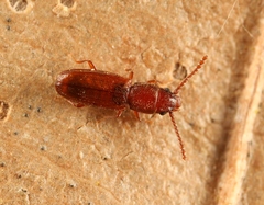 Cryptolestes duplicatus
