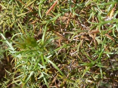 Ulex argenteus subsericeus