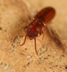 Cryptolestes duplicatus