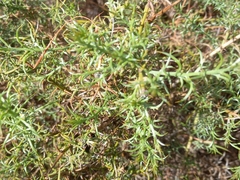 Ulex argenteus subsericeus