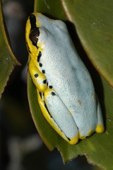 Heterixalus madagascariensis