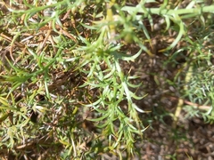 Ulex argenteus subsericeus