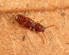 Cryptolestes duplicatus