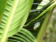 Heterixalus madagascariensis