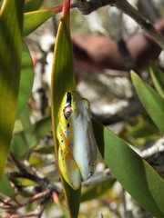 Heterixalus madagascariensis