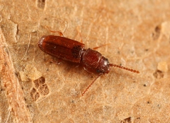 Cryptolestes duplicatus
