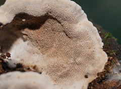 Datronia brunneoleuca