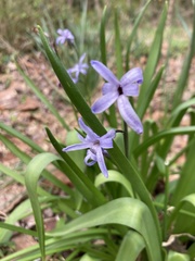 Hyacinthus orientalis
