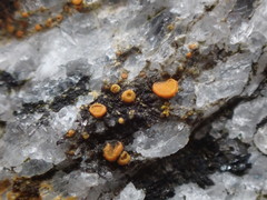 Polycauliona luteominia