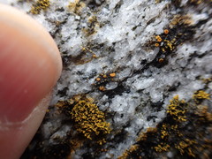 Polycauliona luteominia