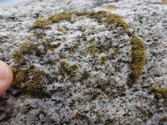 Polycauliona verruculifera