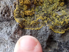 Polycauliona verruculifera