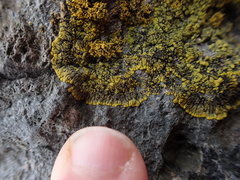 Polycauliona verruculifera