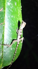 Enyalius