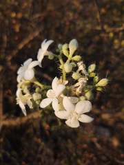 Cnidoscolus tehuacanensis