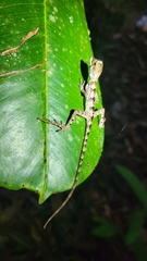 Enyalius