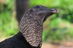 Coragyps atratus image