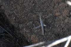 Acantherus piperatus