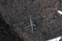 Acantherus piperatus