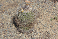 Eriosyce rodentiophila