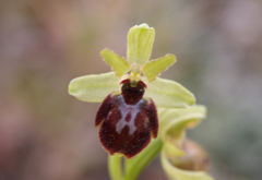 Ophrys sphegodes