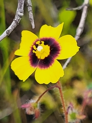 Tuberaria guttata image