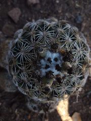 Coryphantha pseudoradians
