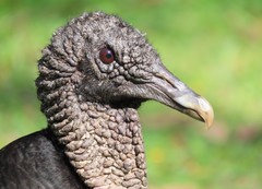 Coragyps atratus image