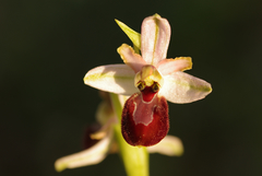 Ophrys sphegodes