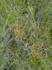 Isopogon mnoraifolius