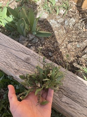 Capsella bursa-pastoris