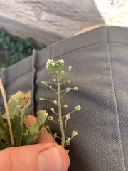 Capsella bursa-pastoris