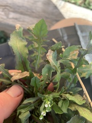 Capsella bursa-pastoris