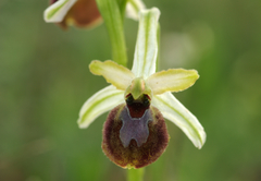 Ophrys sphegodes