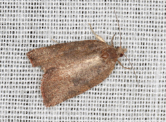 Meritastis laganodes