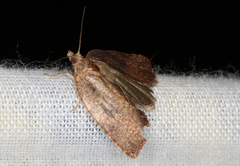 Meritastis laganodes