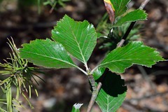 Karpatiosorbus gemella