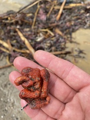 Metandrocarpa dura