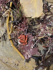 Metandrocarpa dura