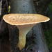 Tuberous Polypore - Photo (c) Неруш Владимир, some rights reserved (CC BY-NC), uploaded by Неруш Владимир