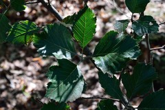 Karpatiosorbus gemella