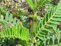 Astragalus boeticus