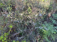 Conradina grandiflora image