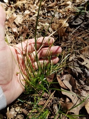 Carex floridana
