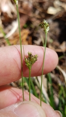 Carex floridana